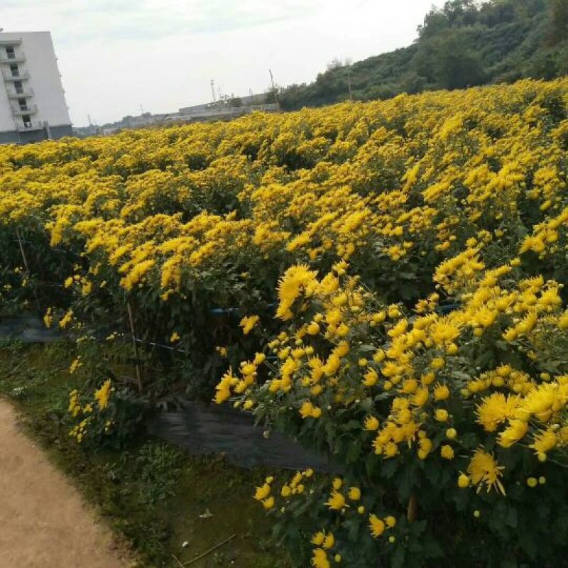 菊花茶特级