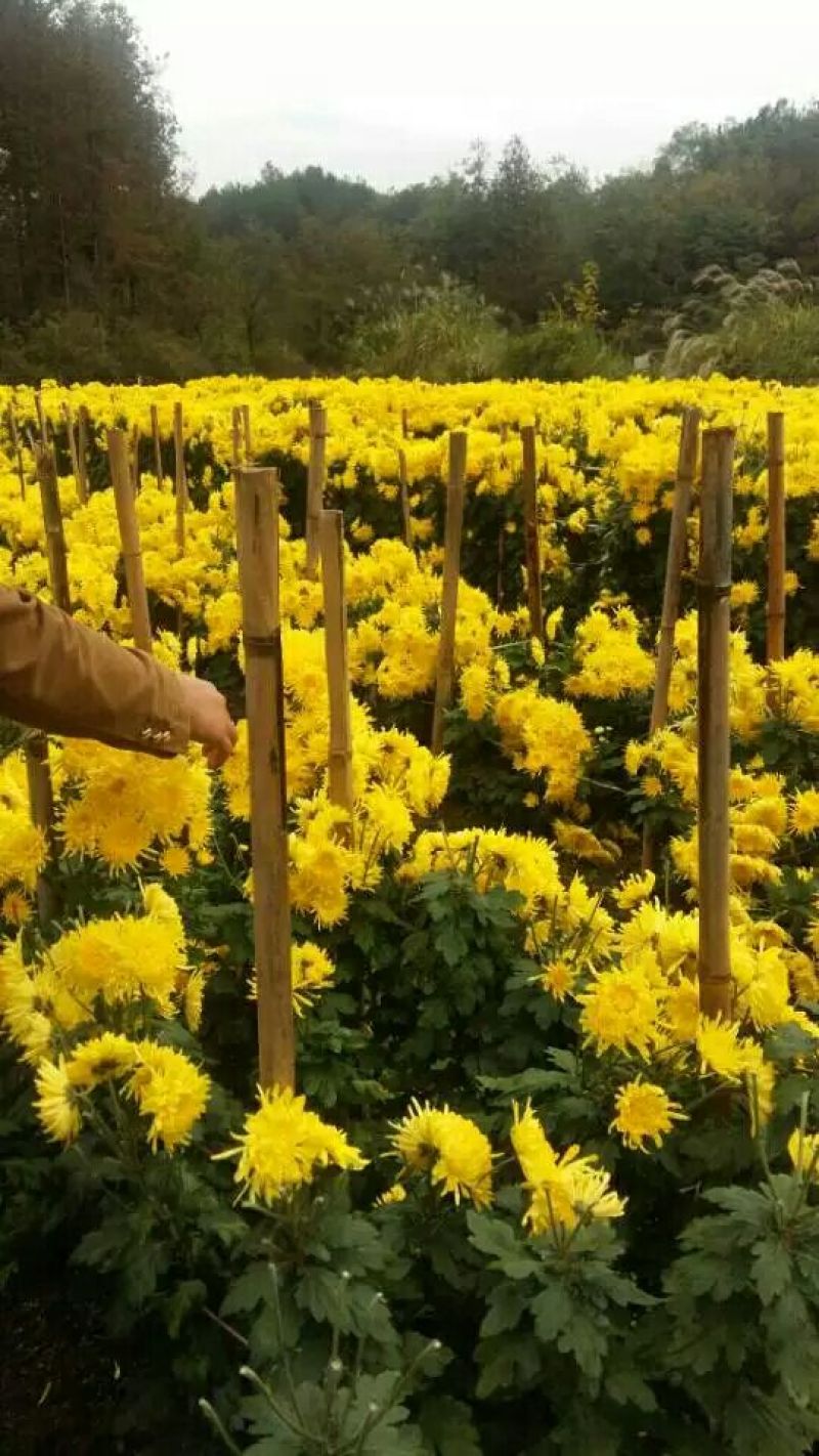 菊花茶特级