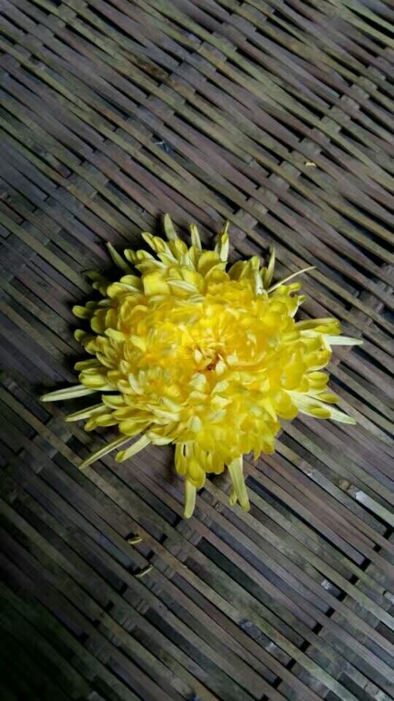 菊花茶特级