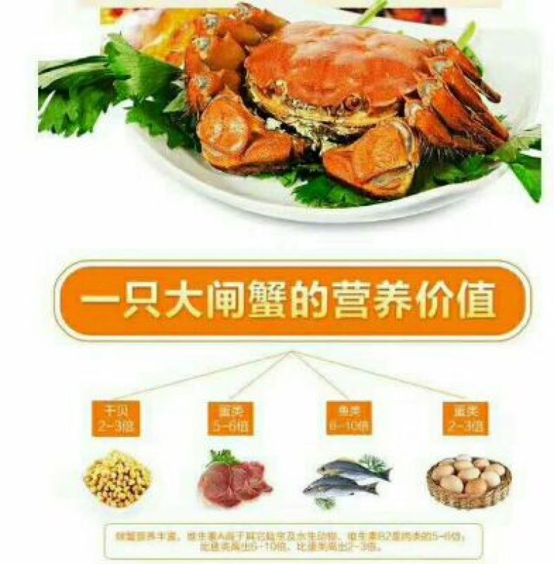 河蟹食用雌4两/只
