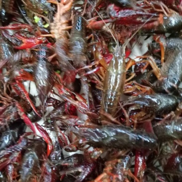 龙虾8~12只/kg