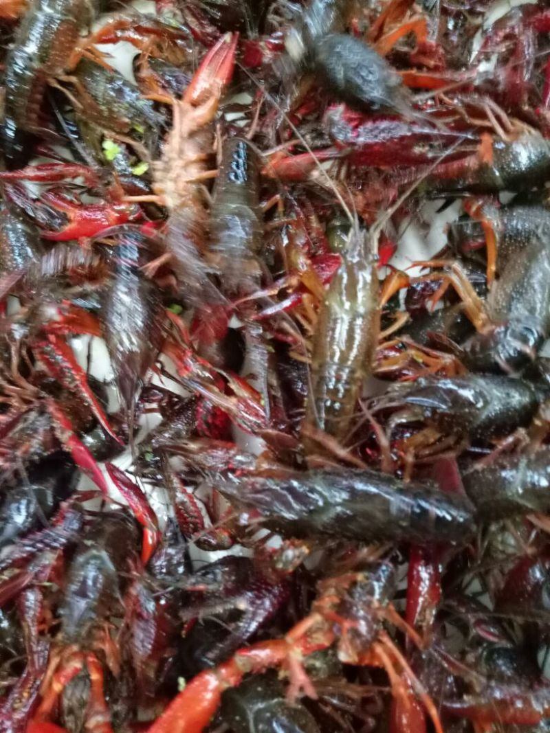 龙虾8~12只/kg