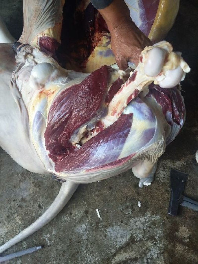 驴肉鲜货