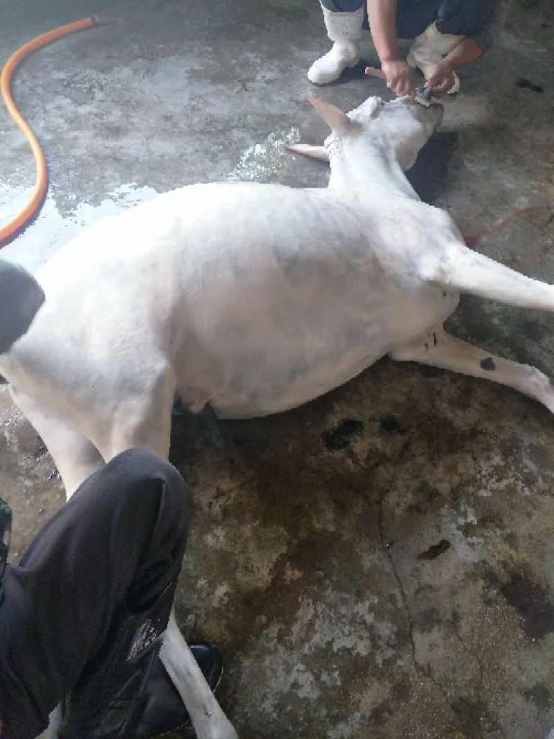 驴肉鲜货