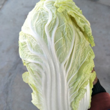 娃娃菜10两以上以上