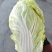 娃娃菜10两以上以上