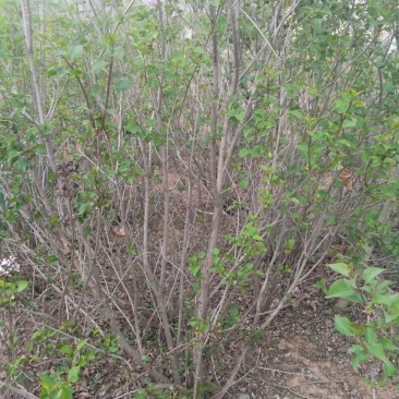 紫丁香苗80cm以上，原产地发货，品种正宗