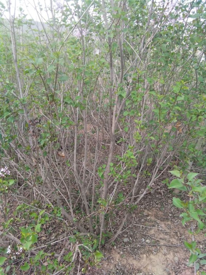 紫丁香苗80cm以上，原产地发货，品种正宗