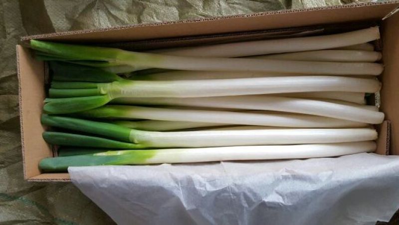 铁杆大葱毛葱2cm左右30~40cm