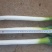 铁杆大葱毛葱2cm左右30~40cm