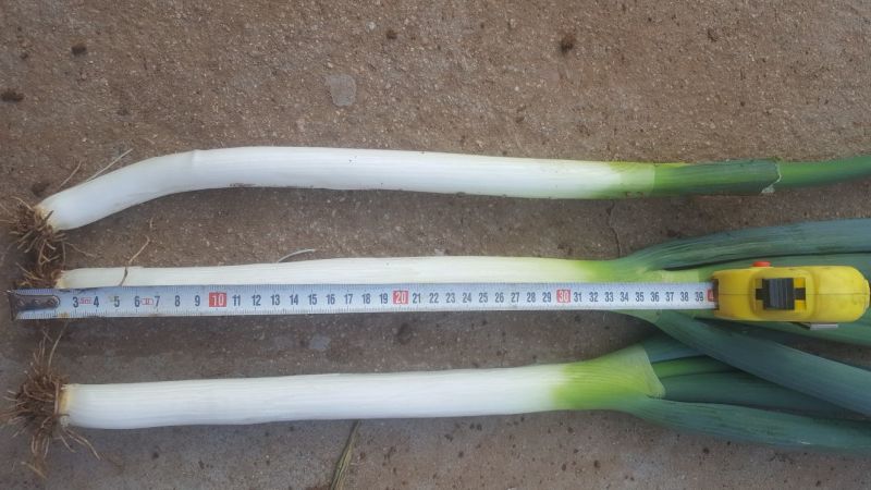 铁杆大葱毛葱2cm左右30~40cm