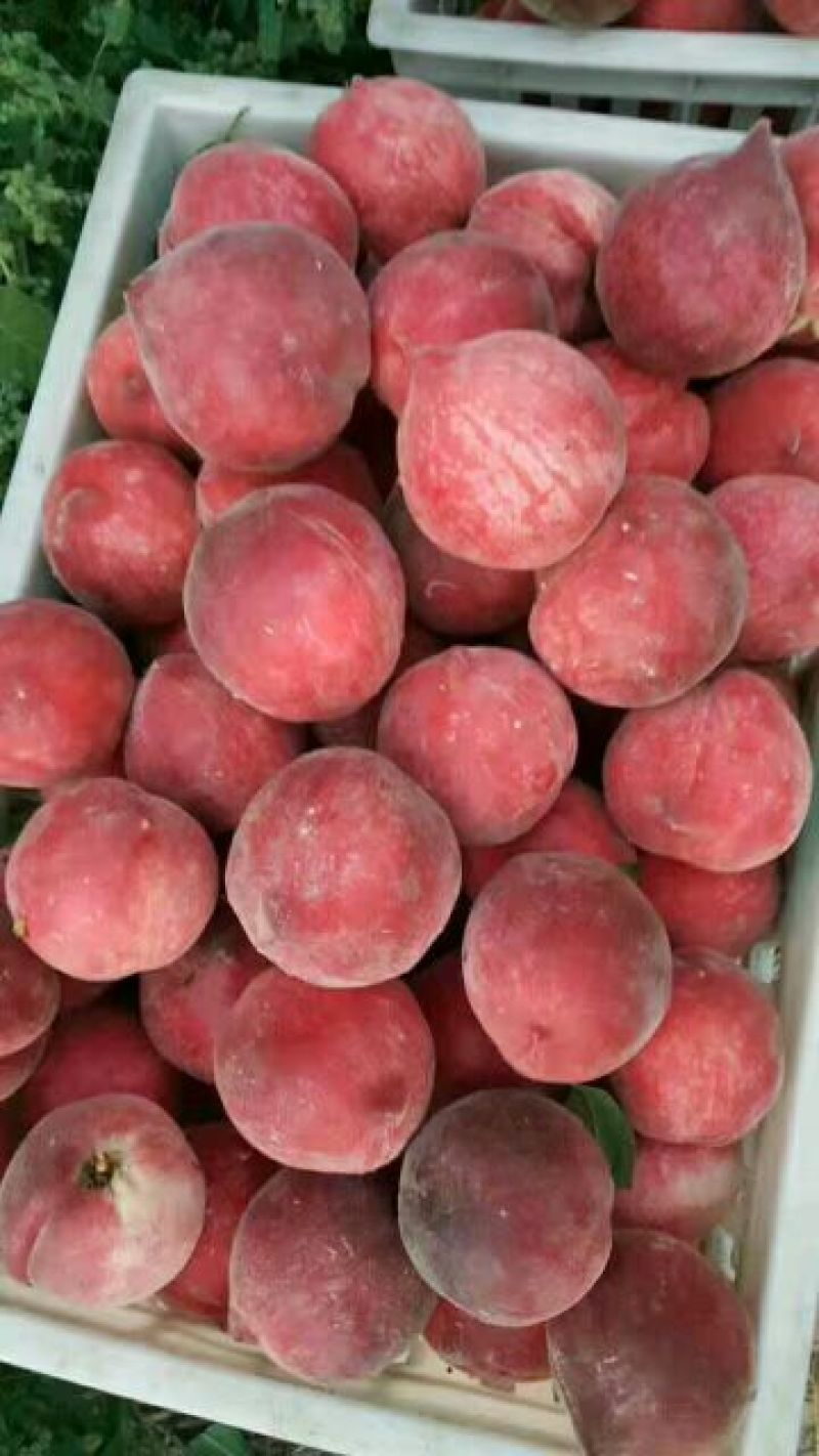 基地直销0.8公分映霜红桃树苗秋彤桃树苗批发价格油桃黄桃