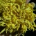 菊花茶特级