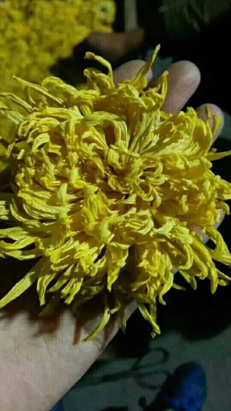 菊花茶特级