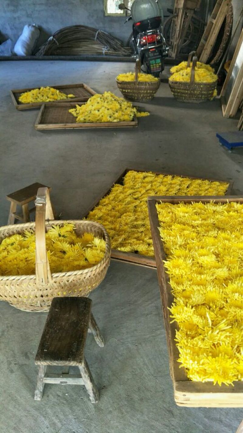 菊花茶特级