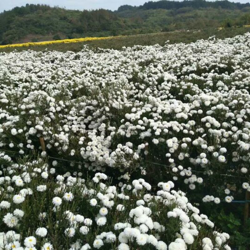 菊花茶特级