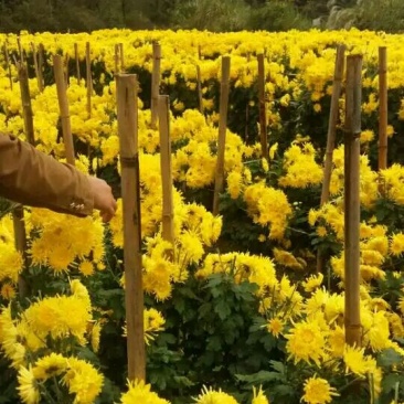 菊花茶特级