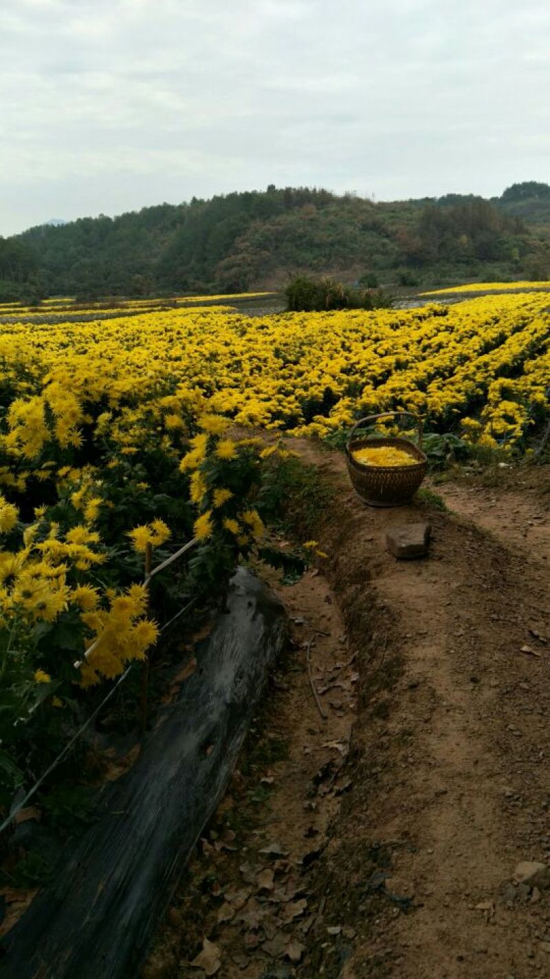 菊花茶特级