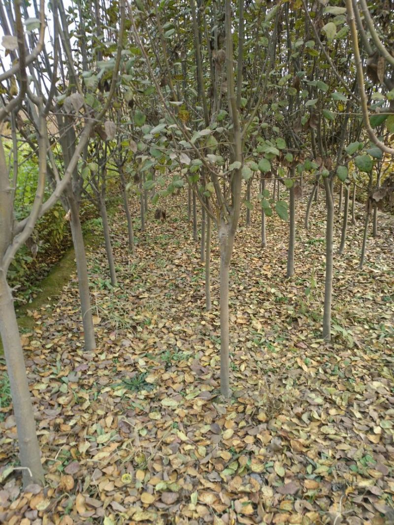 北美海棠4~6cm4cm以下4cm以下
