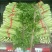 西芹60cm以上