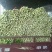 西芹60cm以上