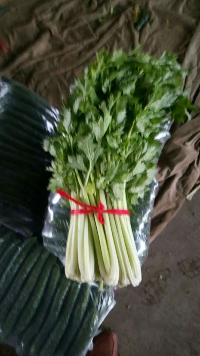 西芹60cm以上