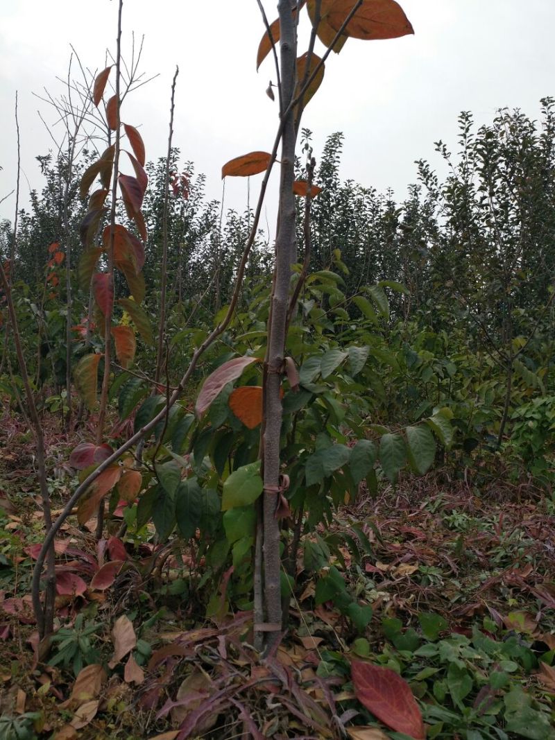 阳丰甜柿子树苗100~150cm