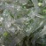 蕉芋粉散装