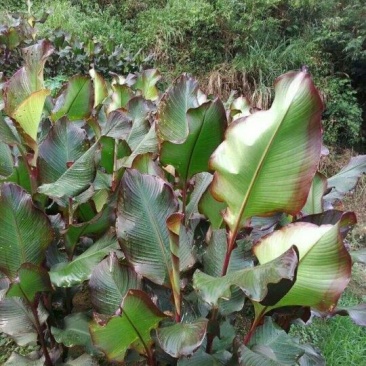 蕉芋粉散装