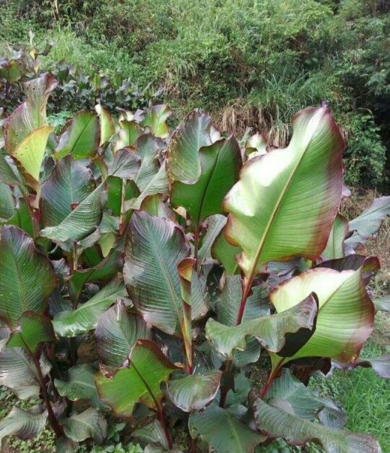 蕉芋粉散装