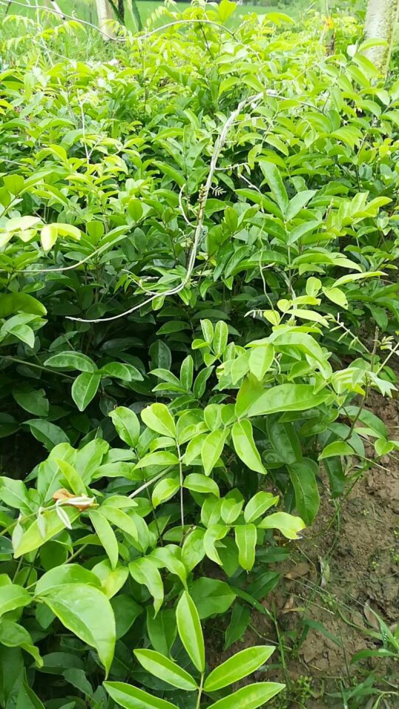 牛大力种苗15~30cm