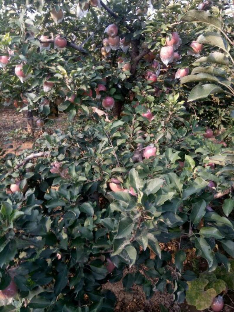 美八苹果，实力代办，货源充足
