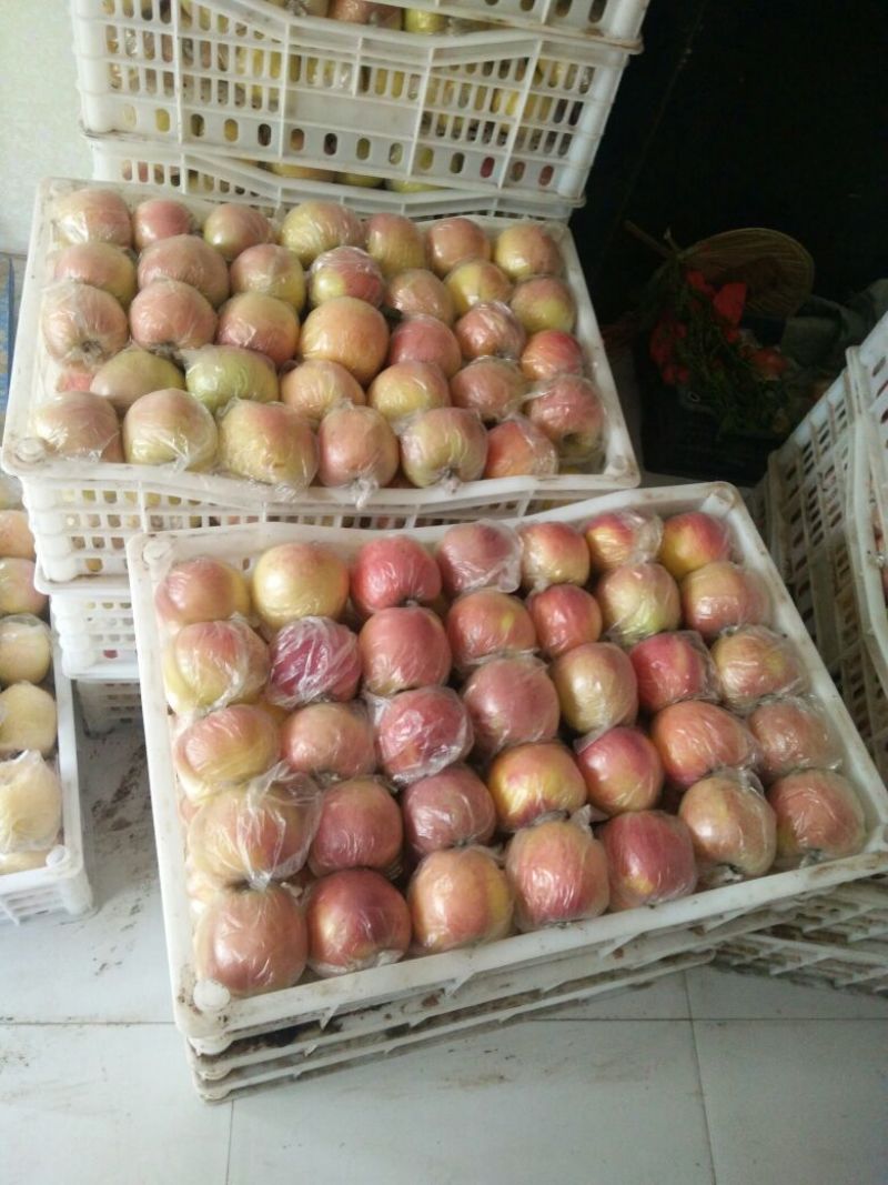 美八苹果，实力代办，货源充足