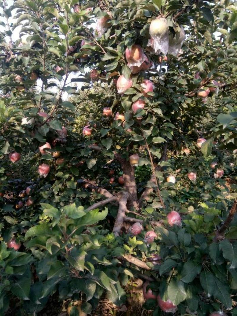 美八苹果，实力代办，货源充足