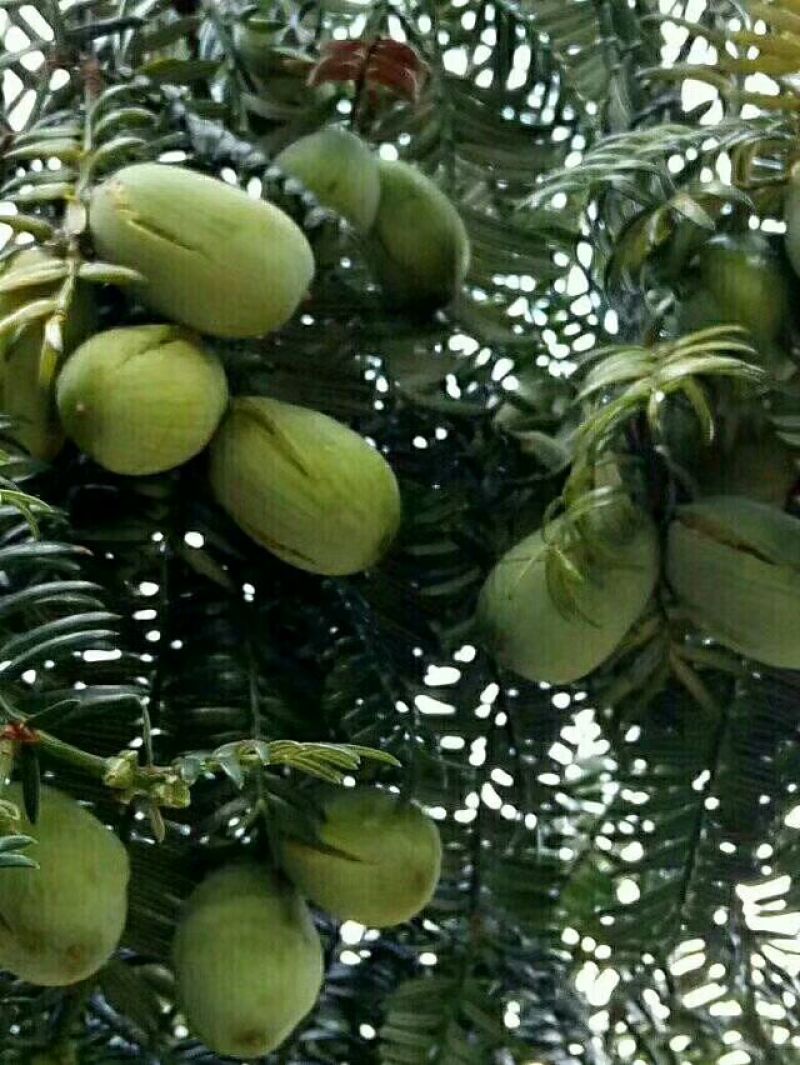 榧子