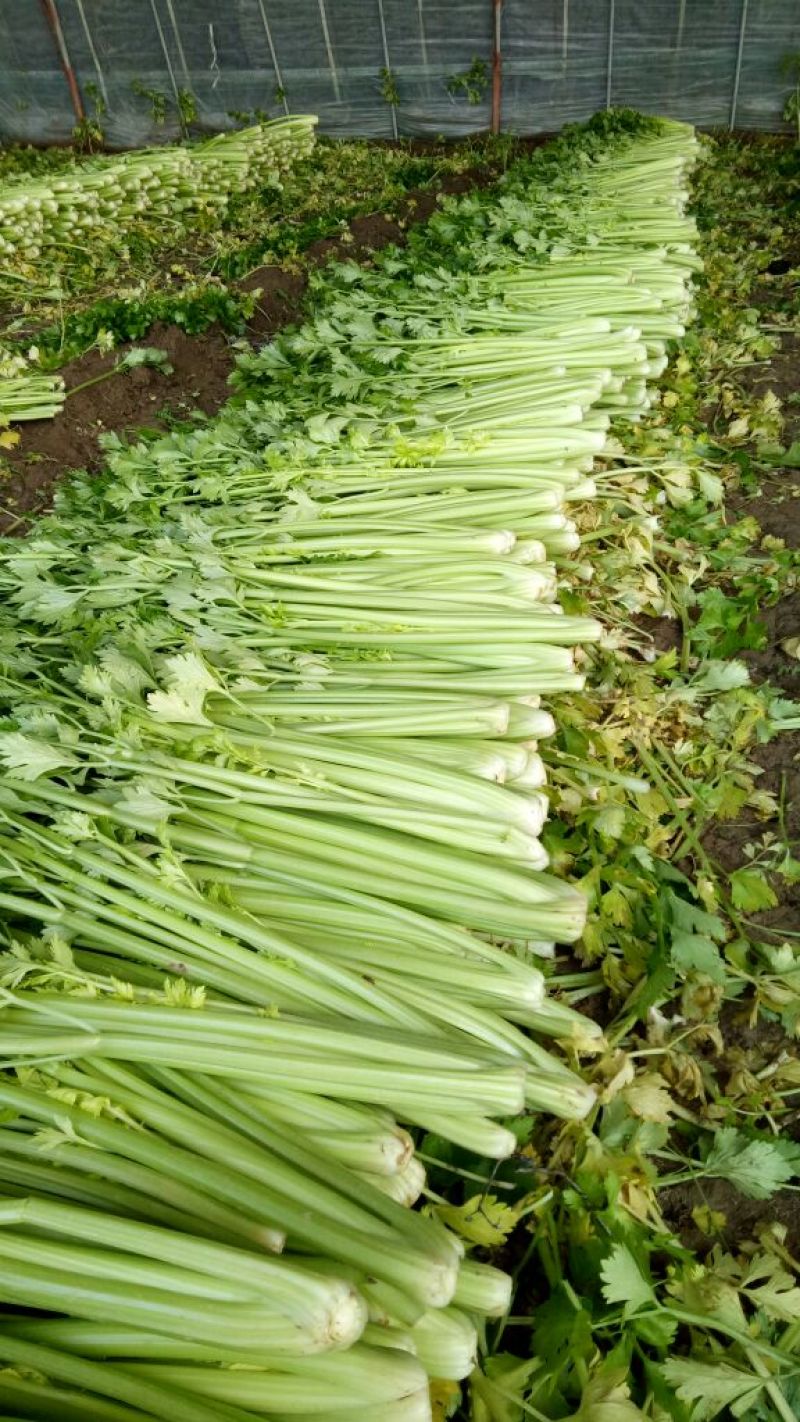 商河优质精品芹菜，大棚种植产地直供，可全国发货
