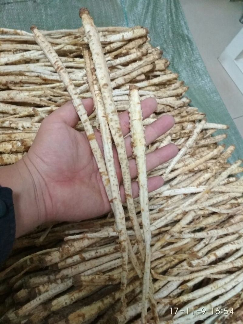 北沙参选条