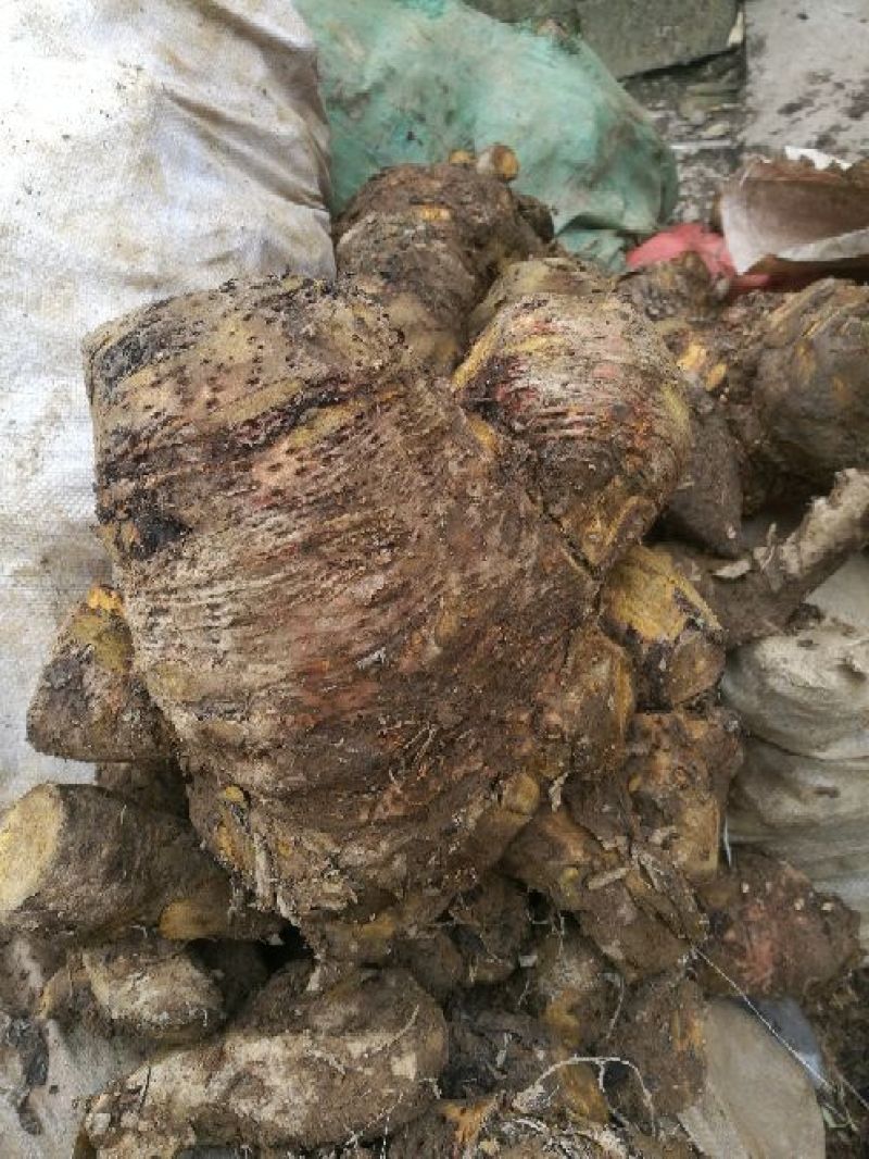 药用大黄产地直销，可视频看货，支持线上购买。