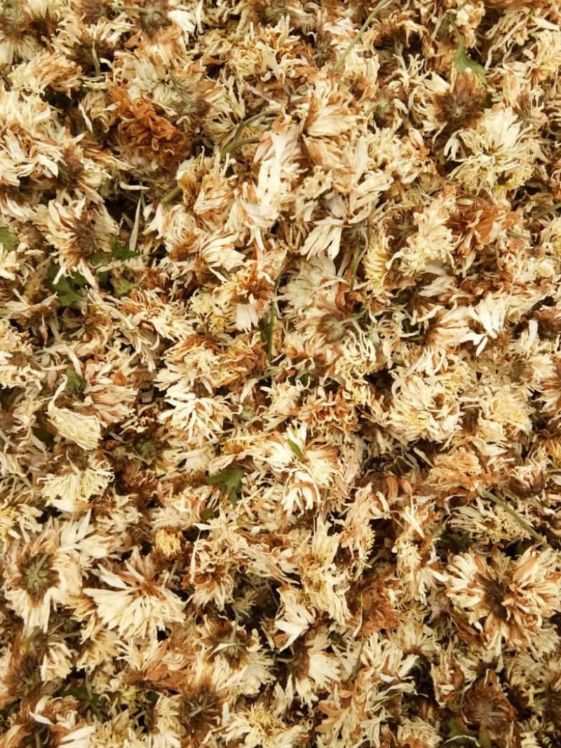 药用菊花袋装
