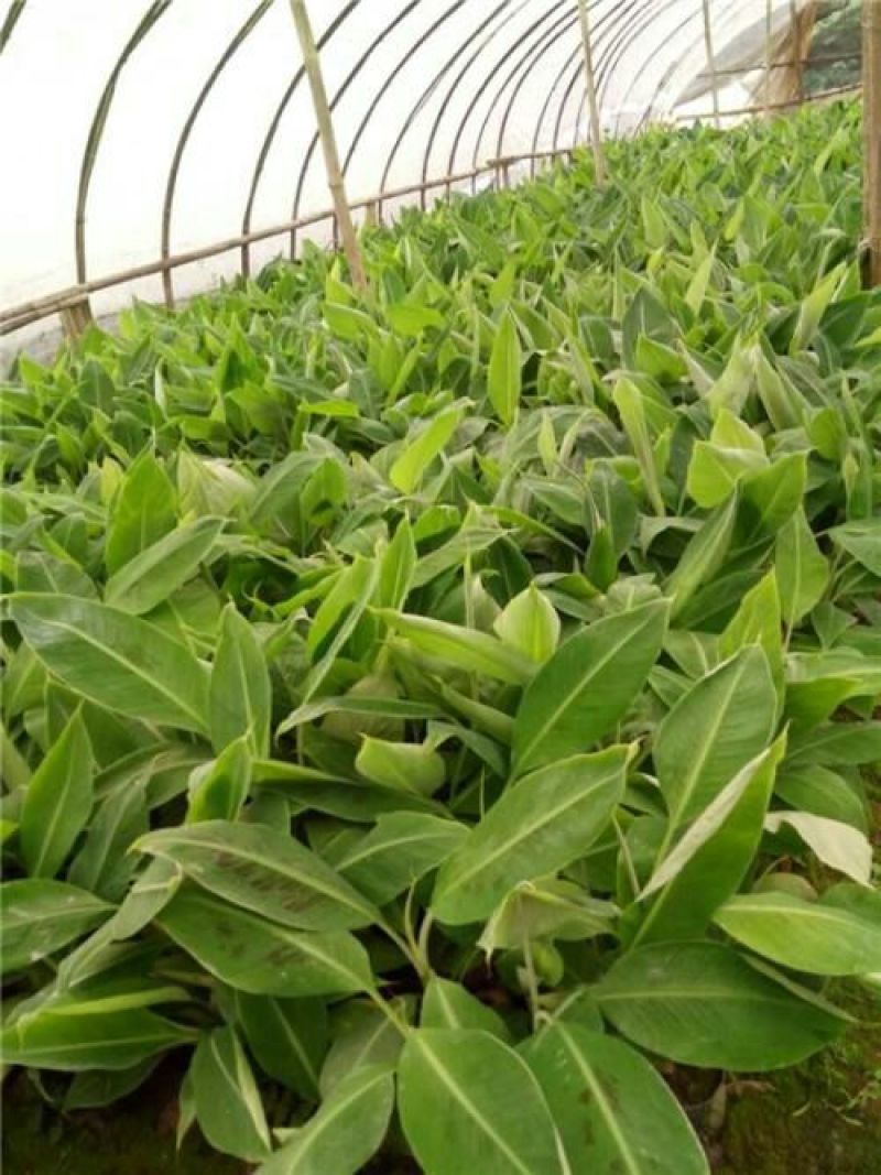 香蕉苗皇帝蕉苗