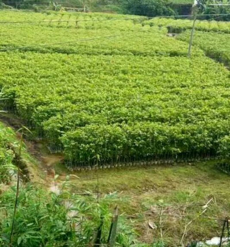 沉香树苗黄花梨树苗金丝楠树苗