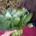 永年精品菠菜大叶菠菜,20公分到35公分,产地自产自销