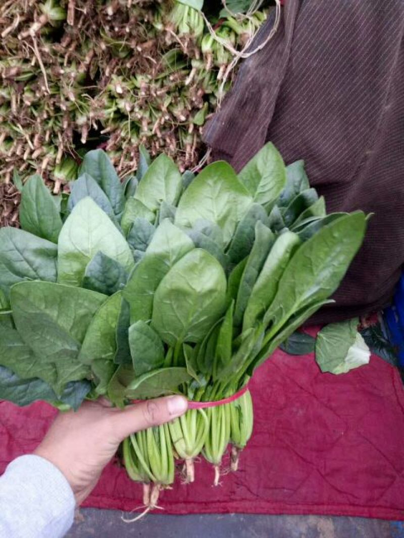 永年精品菠菜大叶菠菜，20公分到35公分，产地自产自销