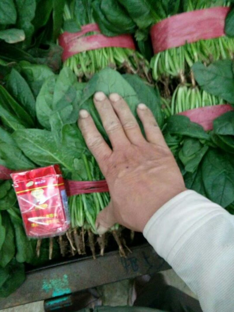 永年精品菠菜大叶菠菜，20公分到35公分，产地自产自销