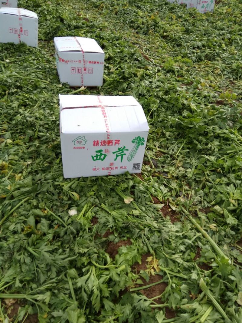 大小颗西芹精品西芹产地直供随时视频看货