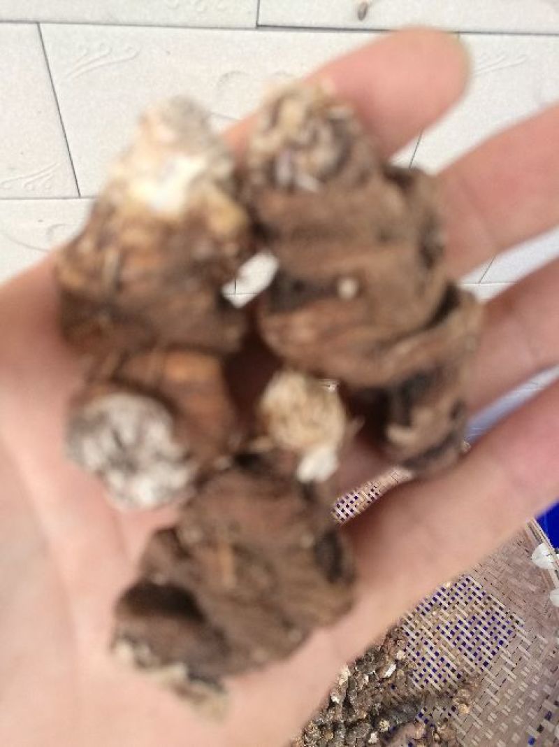重楼干货统个