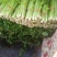 【今日推荐】芹菜山东芹菜新鲜芹菜现摘现发欢迎咨询