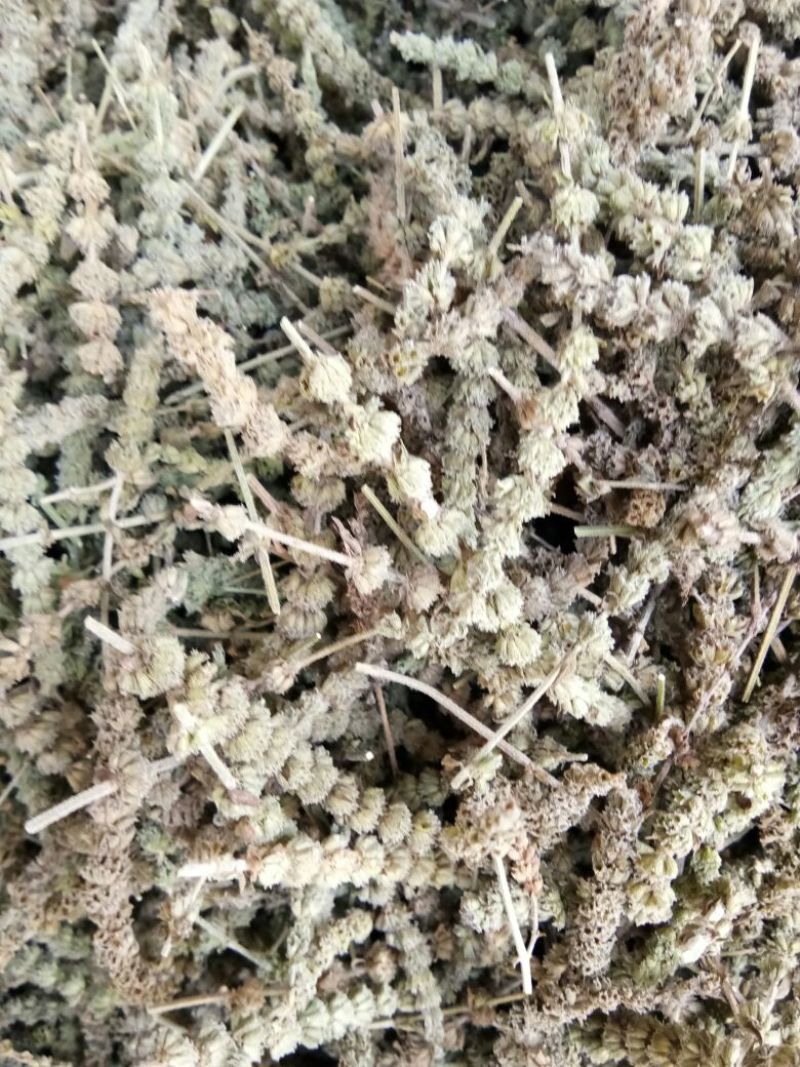 荆芥穗