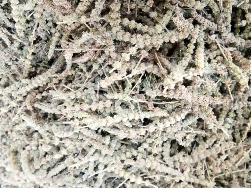 荆芥穗