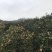柿饼1~2两